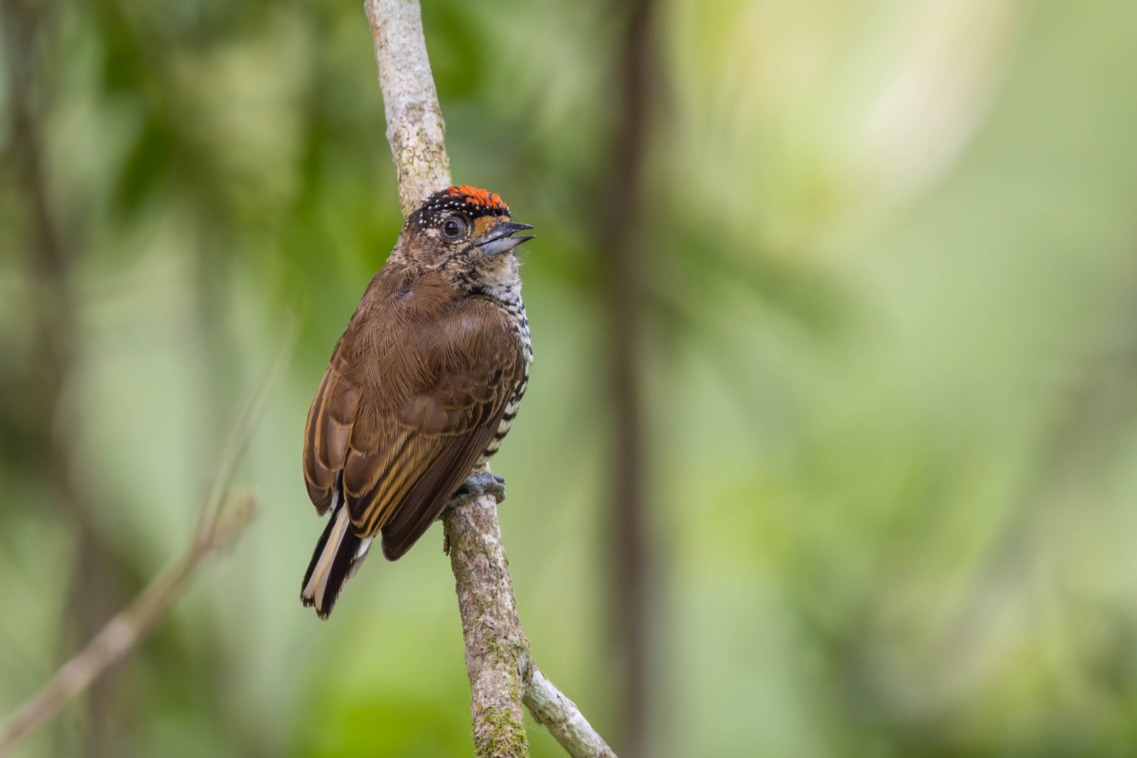 image White-barred Piculet
